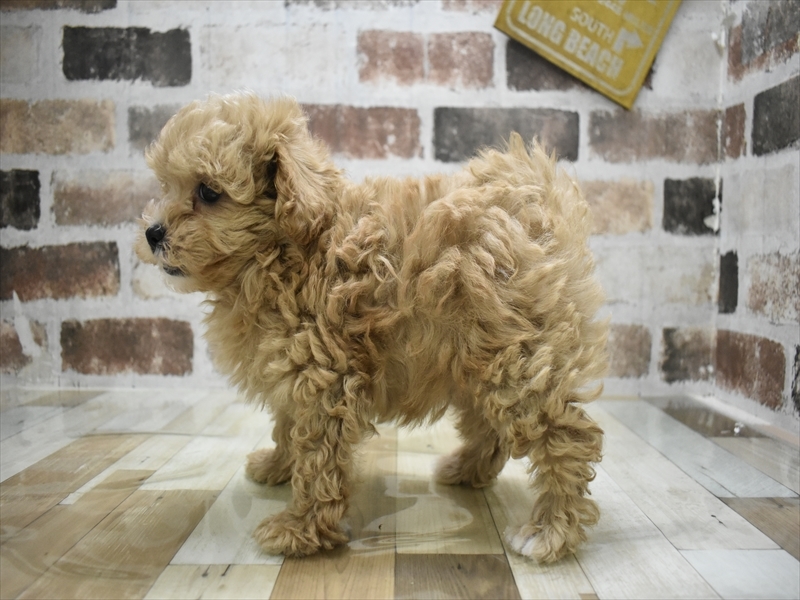 大阪府のマルプー(マルチーズ×プードル) (ワンラブアリオ鳳店/2025年10月3日生まれ/男の子/アプリコット)の子犬の3枚目の画像