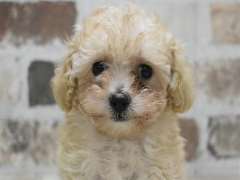 富山県のマルプー(マルチーズ×プードル) (ワンラブ富山ファボーレ店/2025年10月6日生まれ/女の子/クリーム)の子犬