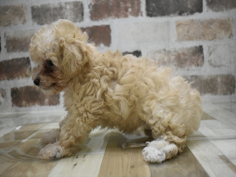 富山県のマルプー(マルチーズ×プードル) (ワンラブ富山ファボーレ店/2025年10月6日生まれ/女の子/クリーム)の子犬の3枚目の画像