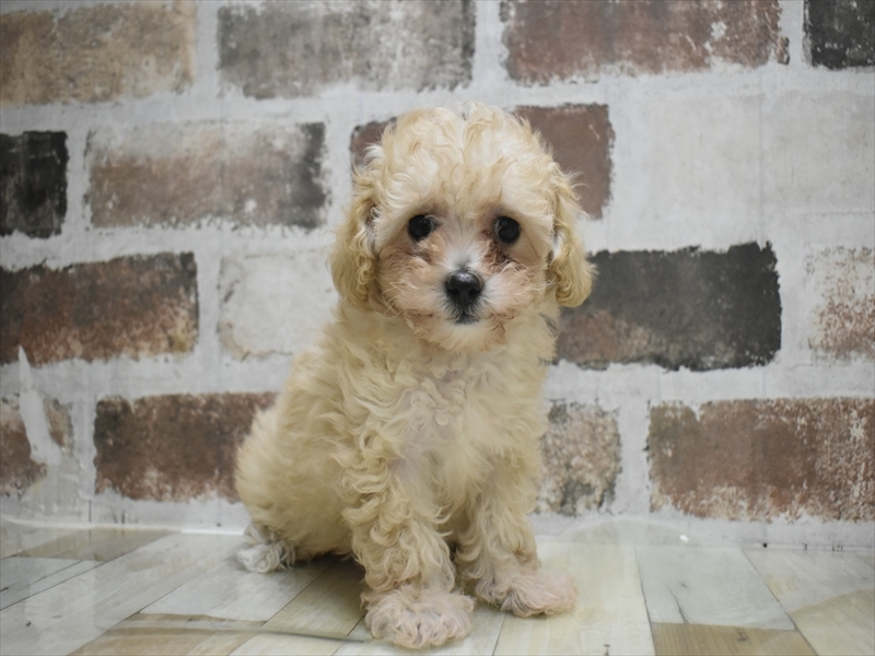 富山県のマルプー(マルチーズ×プードル) (ワンラブ富山ファボーレ店/2025年10月6日生まれ/女の子/クリーム)の子犬の2枚目の画像
