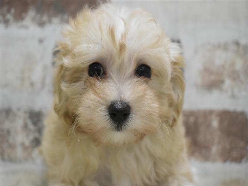 和歌山県のマルプー(マルチーズ×プードル) (ワンラブイズミヤ和歌山店/2025年10月6日生まれ/女の子/クリーム)の子犬の1枚目の画像