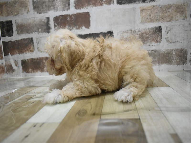 和歌山県のマルプー(マルチーズ×プードル) (ワンラブイズミヤ和歌山店/2025年10月6日生まれ/女の子/クリーム)の子犬の3枚目の画像