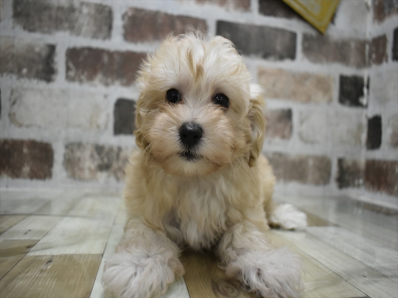 和歌山県のマルプー(マルチーズ×プードル) (ワンラブイズミヤ和歌山店/2025年10月6日生まれ/女の子/クリーム)の子犬の2枚目の画像