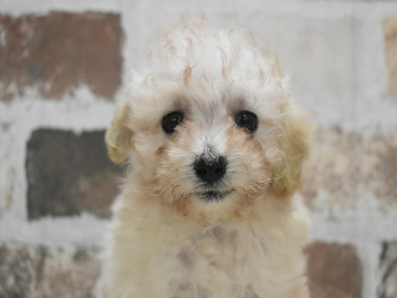 愛知県のマルプー(マルチーズ×プードル) (ワンラブイオンモール新瑞橋店/2025年10月6日生まれ/女の子/クリーム)の子犬の1枚目の画像