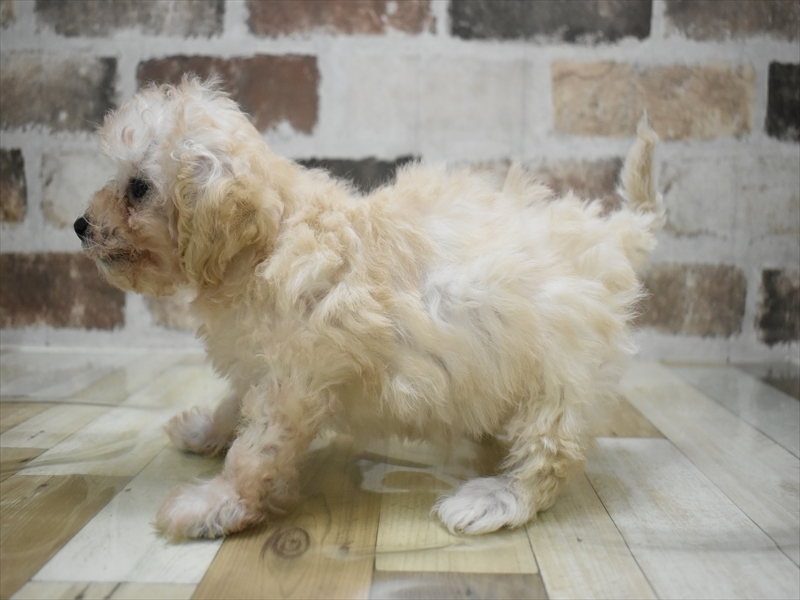 愛知県のマルプー(マルチーズ×プードル) (ワンラブイオンモール新瑞橋店/2025年10月6日生まれ/女の子/クリーム)の子犬の3枚目の画像