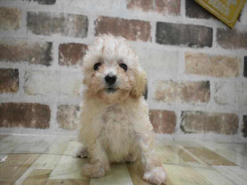 愛知県のマルプー(マルチーズ×プードル) (ワンラブイオンモール新瑞橋店/2025年10月6日生まれ/女の子/クリーム)の子犬の2枚目の画像