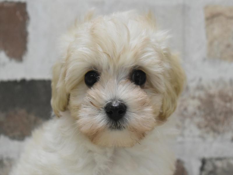 愛知県のマルプー(マルチーズ×プードル) (ワンラブ名古屋守山インター総本店/2025年10月6日生まれ/男の子/クリーム)の子犬の1枚目の画像
