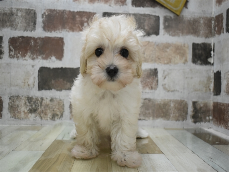 愛知県のマルプー(マルチーズ×プードル) (ワンラブ名古屋守山インター総本店/2025年10月6日生まれ/男の子/クリーム)の子犬の2枚目の画像