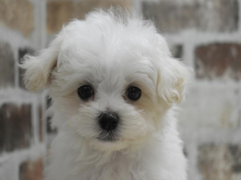 岐阜県のマルプー(マルチーズ×プードル) (ワンラブイオンタウン大垣店/2025年10月5日生まれ/男の子/クリーム)の子犬