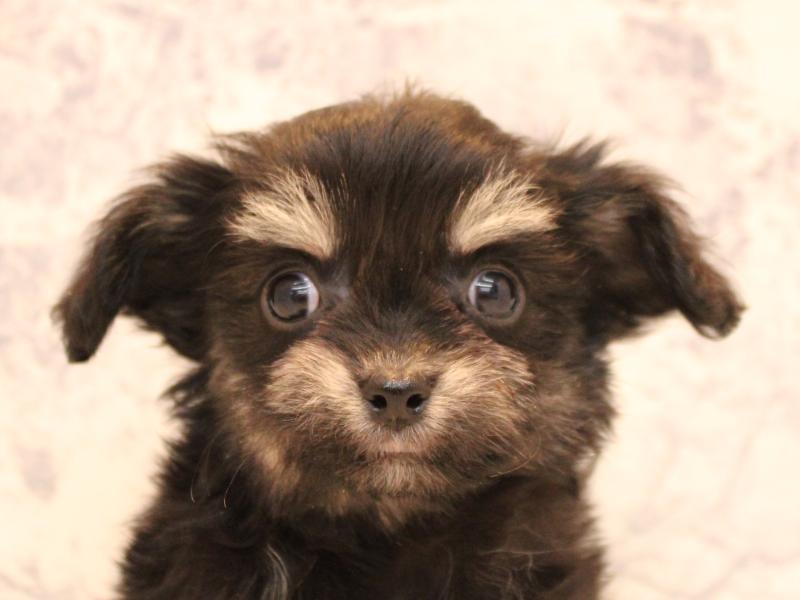 埼玉県のチワマル/マルチワ(チワワ×マルチーズ) (ワンラブカインズ朝霞店/2025年10月4日生まれ/女の子/ブラックタン)の子犬の1枚目の画像