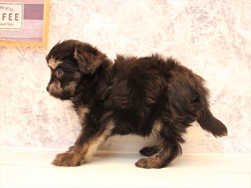 埼玉県のチワマル/マルチワ(チワワ×マルチーズ) (ワンラブカインズ朝霞店/2025年10月4日生まれ/女の子/ブラックタン)の子犬の3枚目の画像