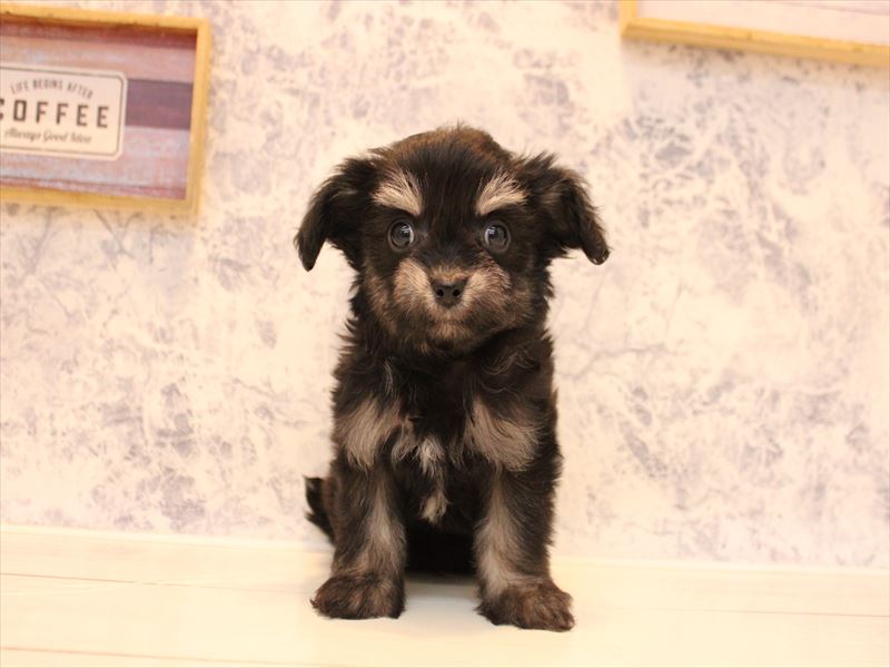 埼玉県のチワマル/マルチワ(チワワ×マルチーズ) (ワンラブカインズ朝霞店/2025年10月4日生まれ/女の子/ブラックタン)の子犬の2枚目の画像