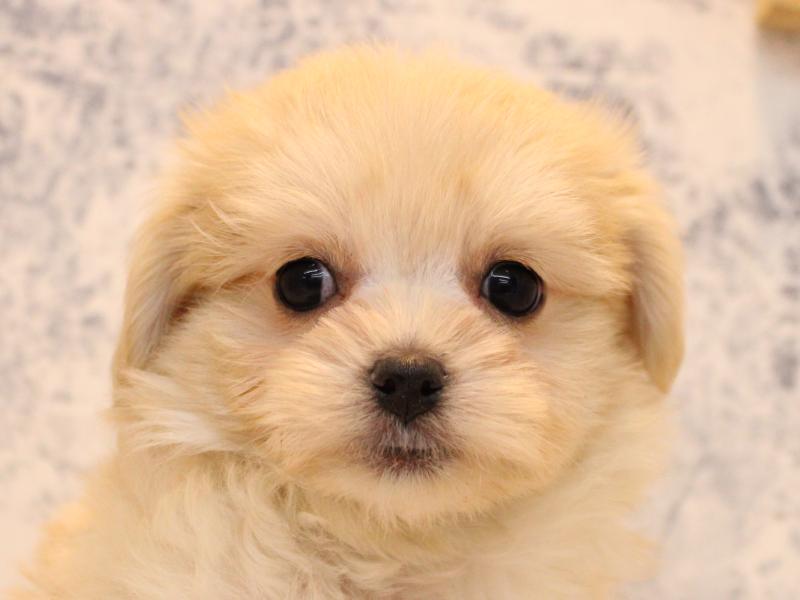 千葉県のチワマル/マルチワ(チワワ×マルチーズ) (ワンラブイオンタウン成田富里店/2025年10月4日生まれ/男の子/アプリコット)の子犬の1枚目の画像