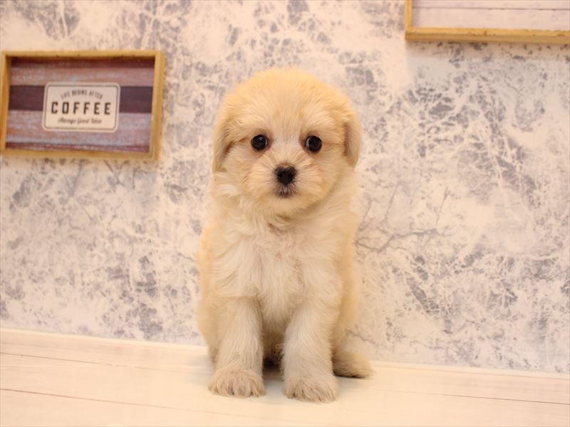 千葉県のチワマル/マルチワ(チワワ×マルチーズ) (ワンラブイオンタウン成田富里店/2025年10月4日生まれ/男の子/アプリコット)の子犬の2枚目の画像