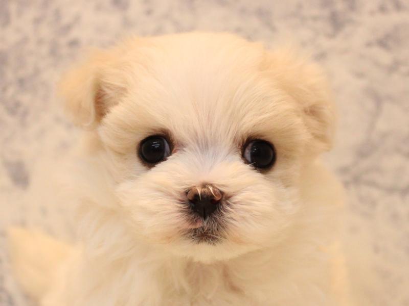 神奈川県のマルチーズ (ワンラブCoaska Bayside横須賀店/2025年10月6日生まれ/女の子/ホワイト)の子犬の1枚目の画像