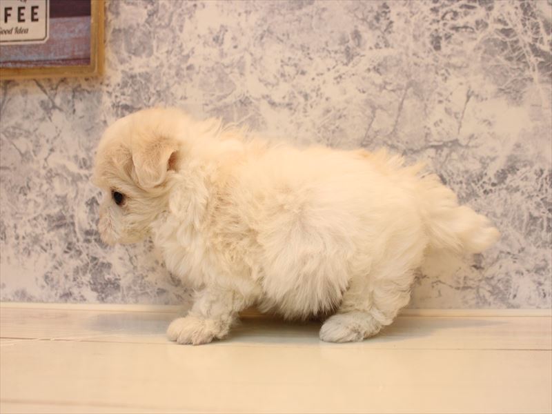 神奈川県のマルチーズ (ワンラブCoaska Bayside横須賀店/2025年10月6日生まれ/女の子/ホワイト)の子犬の3枚目の画像