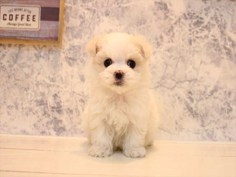 神奈川県のマルチーズ (ワンラブCoaska Bayside横須賀店/2025年10月6日生まれ/女の子/ホワイト)の子犬の2枚目の画像