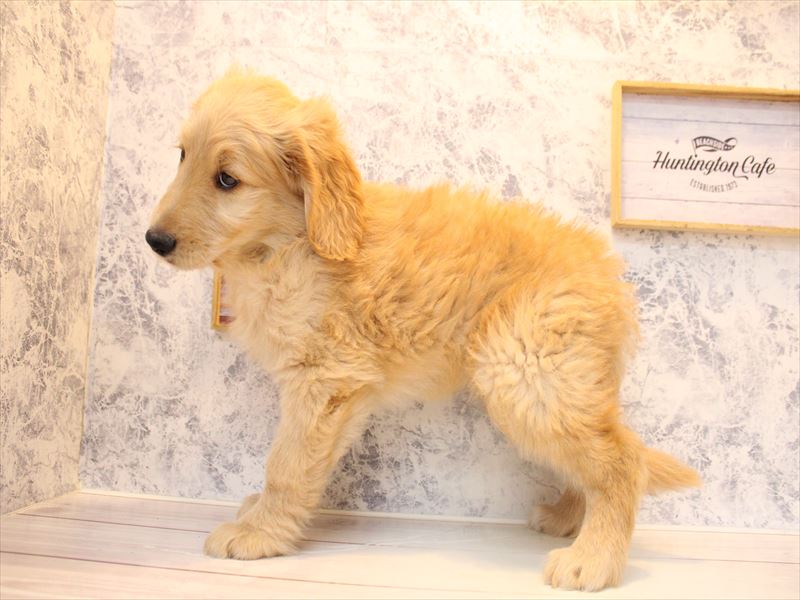 神奈川県のゴールデンドゥードゥル(ゴールデン×プードル) (ワンラブCoaska Bayside横須賀店/2025年9月21日生まれ/女の子/ゴールド)の子犬の3枚目の画像
