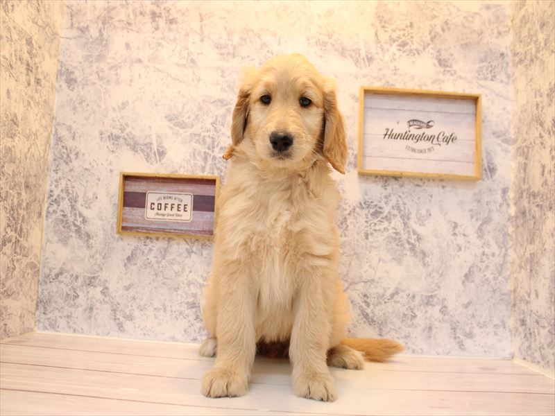 神奈川県のゴールデンドゥードゥル(ゴールデン×プードル) (ワンラブCoaska Bayside横須賀店/2025年9月21日生まれ/女の子/ゴールド)の子犬の2枚目の画像