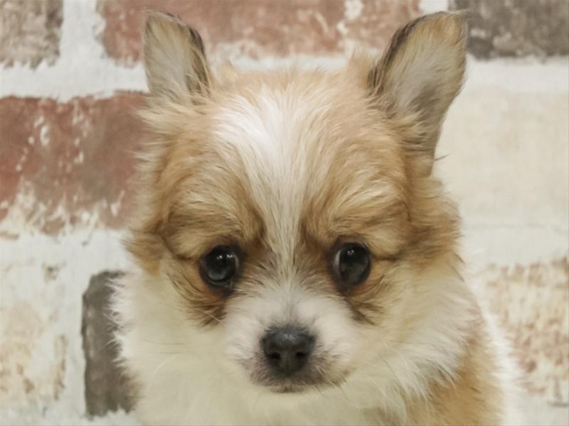 愛知県のポメチワ/チワポメ/ポメチー(ポメラニアン×チワワ) (ワンラブ名古屋守山インター総本店/2025年10月5日生まれ/女の子/ブラウンホワイト)の子犬の1枚目の画像