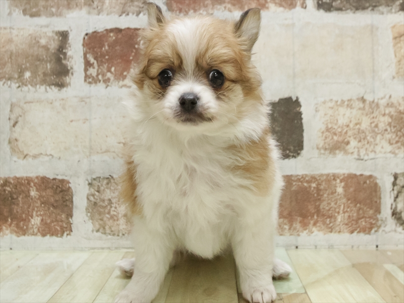 愛知県のポメチワ/チワポメ/ポメチー(ポメラニアン×チワワ) (ワンラブ名古屋守山インター総本店/2025年10月5日生まれ/女の子/ブラウンホワイト)の子犬の3枚目の画像