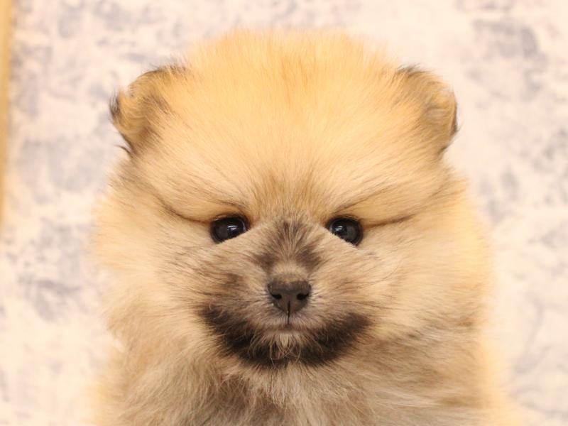 神奈川県のポメラニアン (ワンラブららぽーと海老名店/2025年10月7日生まれ/女の子/オレンジセーブル)の子犬の1枚目の画像