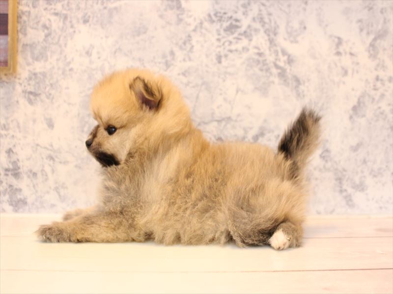 神奈川県のポメラニアン (ワンラブららぽーと海老名店/2025年10月7日生まれ/女の子/オレンジセーブル)の子犬の3枚目の画像