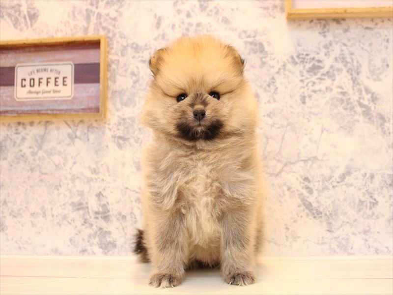神奈川県のポメラニアン (ワンラブららぽーと海老名店/2025年10月7日生まれ/女の子/オレンジセーブル)の子犬の2枚目の画像