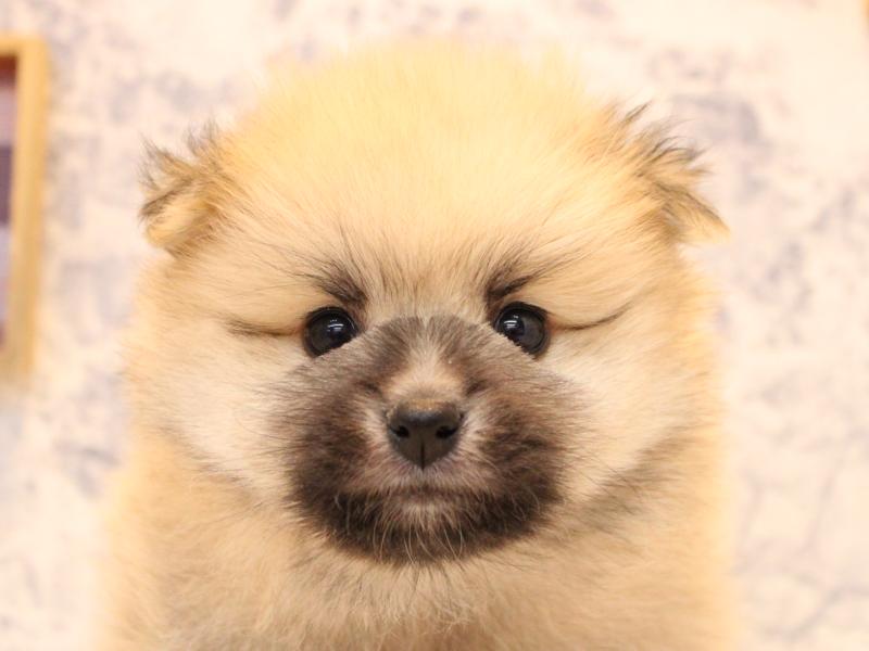 神奈川県のポメラニアン (ワンラブTHE OUTLETS  湘南平塚店/2025年10月7日生まれ/女の子/オレンジセーブル)の子犬の1枚目の画像