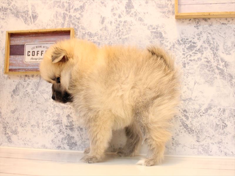 神奈川県のポメラニアン (ワンラブTHE OUTLETS  湘南平塚店/2025年10月7日生まれ/女の子/オレンジセーブル)の子犬の3枚目の画像