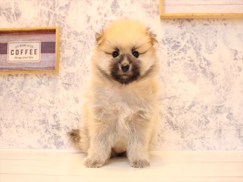 神奈川県のポメラニアン (ワンラブTHE OUTLETS  湘南平塚店/2025年10月7日生まれ/女の子/オレンジセーブル)の子犬の2枚目の画像