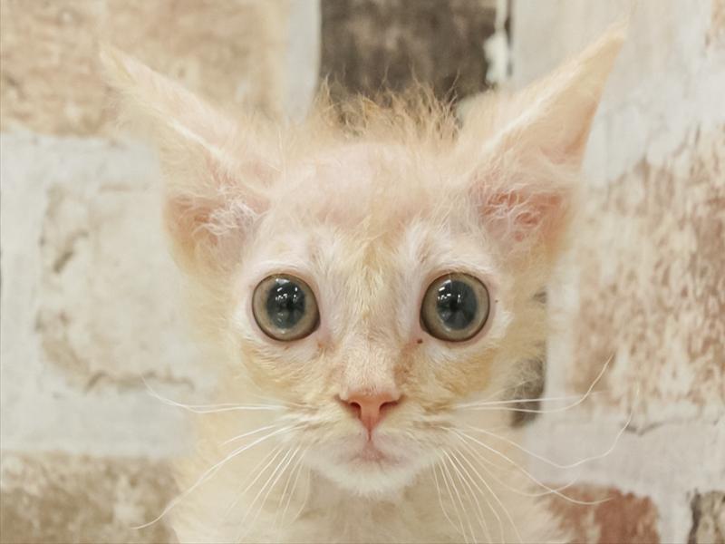 岐阜県のスクーカム(スクークム) (ワンラブ関山王通り店(FC)/2025年9月10日生まれ/男の子/レッドタビー)の子猫の1枚目の画像