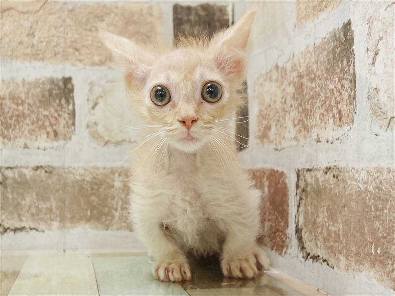 岐阜県のスクーカム(スクークム) (ワンラブ関山王通り店(FC)/2025年9月10日生まれ/男の子/レッドタビー)の子猫の3枚目の画像