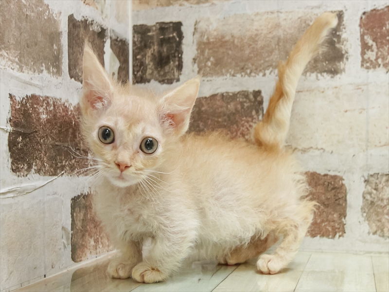 岐阜県のスクーカム(スクークム) (ワンラブ関山王通り店(FC)/2025年9月10日生まれ/男の子/レッドタビー)の子猫の2枚目の画像