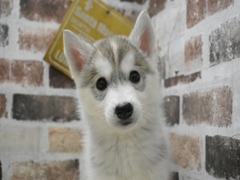 愛知県のシベリアンハスキー (ワンラブおっきなもふもふ名古屋総本店/2025年10月7日生まれ/女の子/シルバーホワイト)の子犬の1枚目の画像