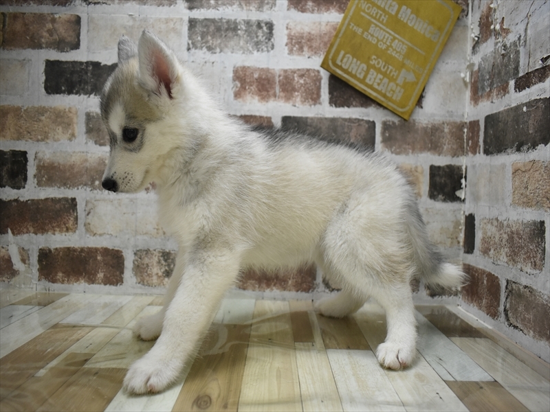 愛知県のシベリアンハスキー (ワンラブおっきなもふもふ名古屋総本店/2025年10月7日生まれ/女の子/シルバーホワイト)の子犬の3枚目の画像