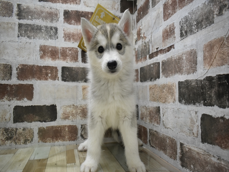愛知県のシベリアンハスキー (ワンラブおっきなもふもふ名古屋総本店/2025年10月7日生まれ/女の子/シルバーホワイト)の子犬の2枚目の画像