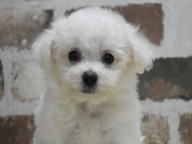 愛知県のビションフリーゼ (ワンラブ名古屋守山インター総本店/2025年10月8日生まれ/女の子/ホワイト)の子犬の1枚目の画像