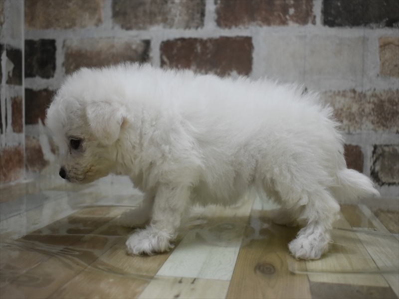 愛知県のビションフリーゼ (ワンラブ名古屋守山インター総本店/2025年10月8日生まれ/女の子/ホワイト)の子犬の3枚目の画像