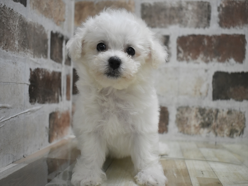 愛知県のビションフリーゼ (ワンラブ名古屋守山インター総本店/2025年10月8日生まれ/女の子/ホワイト)の子犬の2枚目の画像