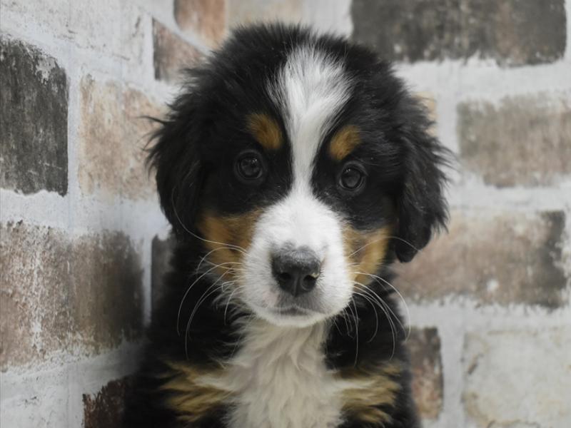 愛知県のバーニーズマウンテンドッグ (ワンラブららぽーと愛知東郷店/2025年10月5日生まれ/男の子/ブラックラストホワイト)の子犬の1枚目の画像