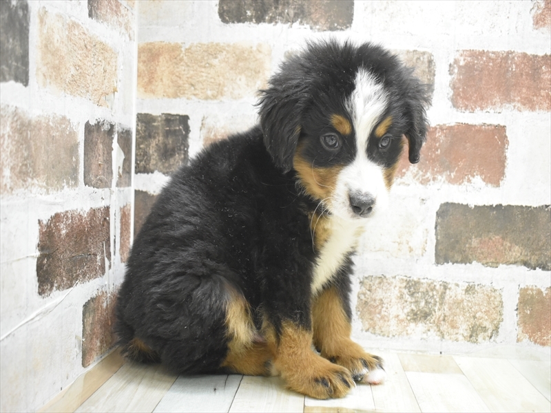 愛知県のバーニーズマウンテンドッグ (ワンラブららぽーと愛知東郷店/2025年10月5日生まれ/男の子/ブラックラストホワイト)の子犬の3枚目の画像