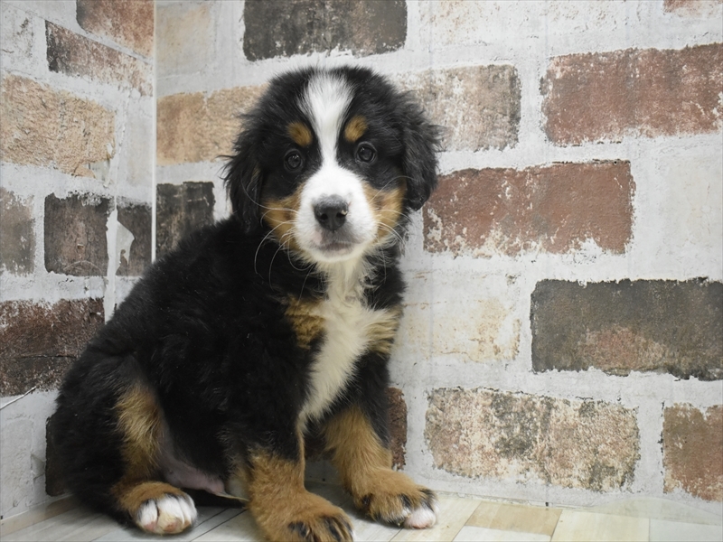 愛知県のバーニーズマウンテンドッグ (ワンラブららぽーと愛知東郷店/2025年10月5日生まれ/男の子/ブラックラストホワイト)の子犬の2枚目の画像