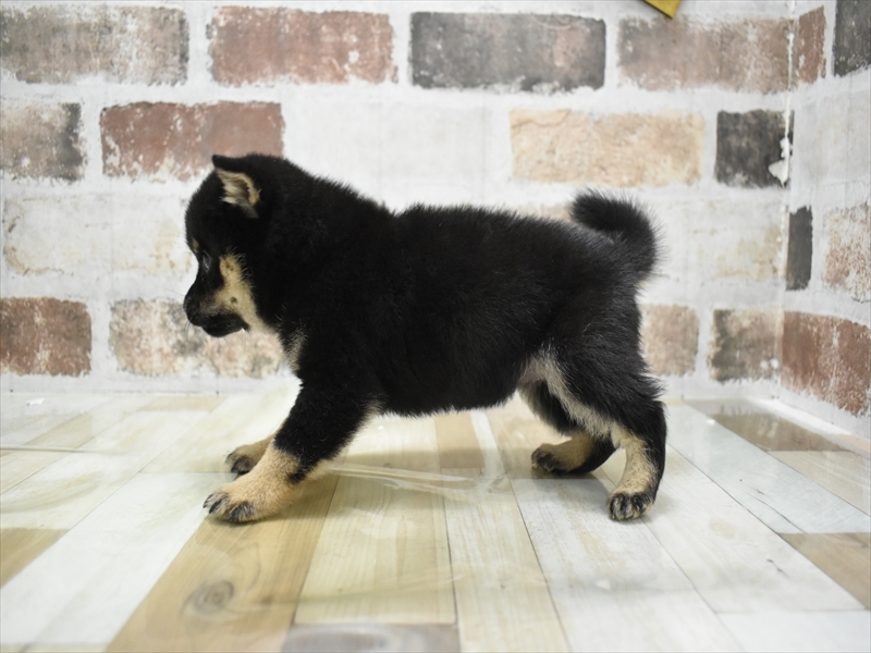 岐阜県の豆柴 (ワンラブモレラ岐阜店/2025年10月8日生まれ/女の子/黒)の子犬の3枚目の画像