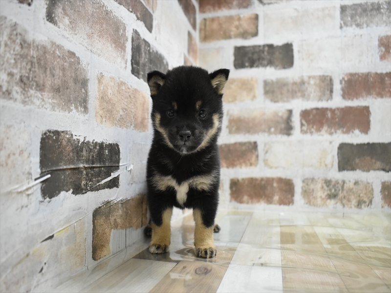 岐阜県の豆柴 (ワンラブモレラ岐阜店/2025年10月8日生まれ/女の子/黒)の子犬の2枚目の画像