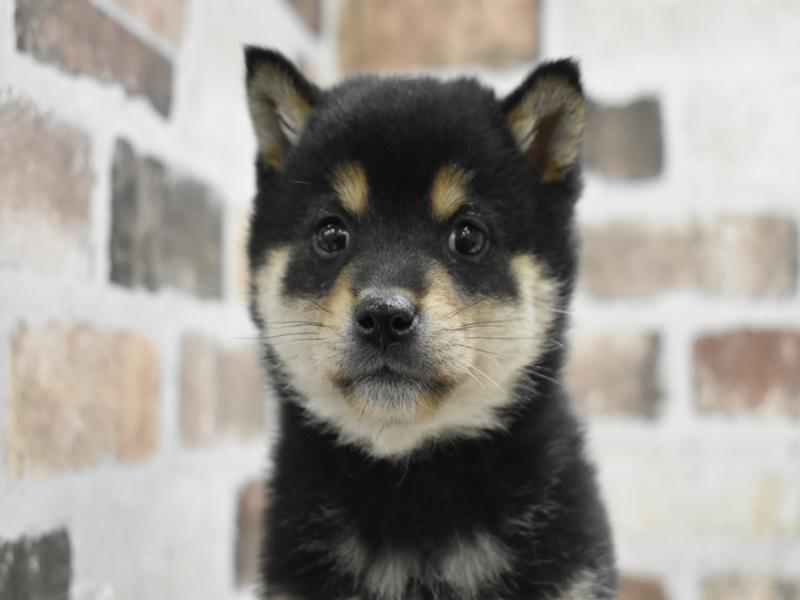 愛知県の柴犬(標準サイズ) (ワンラブイオンモール常滑店/2025年10月6日生まれ/女の子/黒)の子犬の1枚目の画像