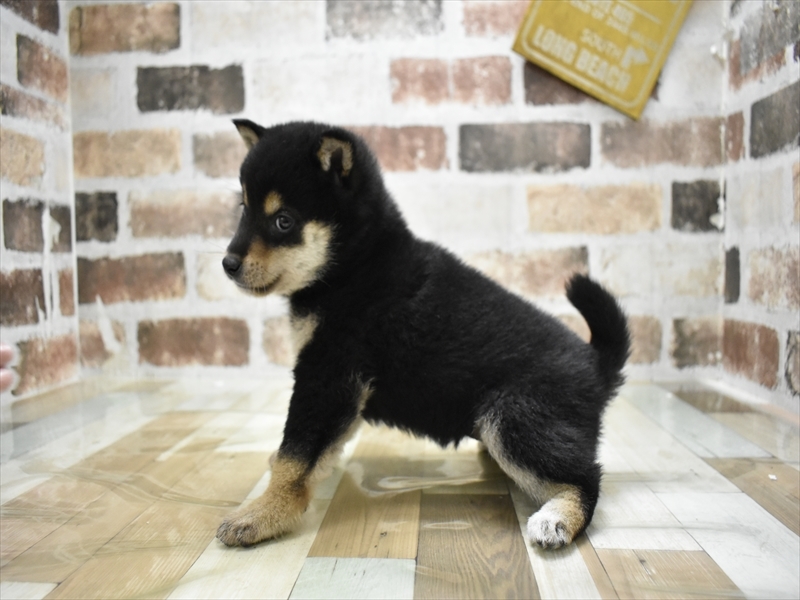愛知県の柴犬(標準サイズ) (ワンラブイオンモール常滑店/2025年10月6日生まれ/女の子/黒)の子犬の3枚目の画像