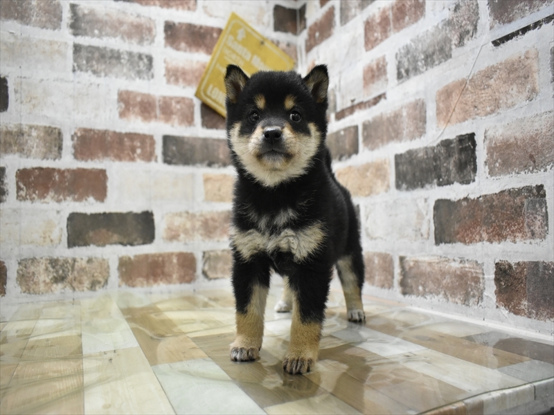 愛知県の柴犬(標準サイズ) (ワンラブイオンモール常滑店/2025年10月6日生まれ/女の子/黒)の子犬の2枚目の画像