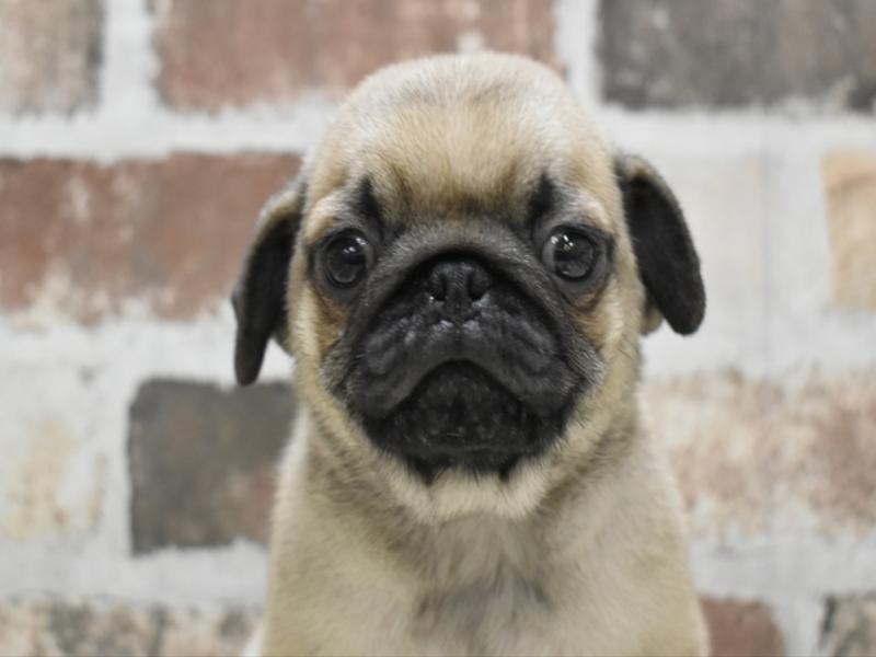 愛知県のパグ (ワンラブ名古屋守山インター総本店/2025年10月5日生まれ/男の子/フォーン)の子犬の1枚目の画像