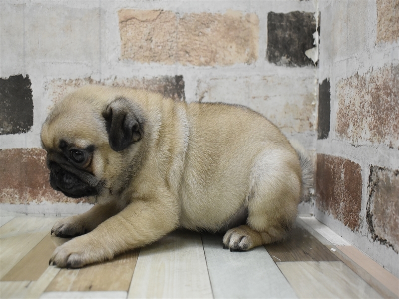 愛知県のパグ (ワンラブ名古屋守山インター総本店/2025年10月5日生まれ/男の子/フォーン)の子犬の3枚目の画像